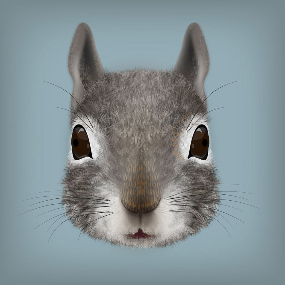 Squirrel